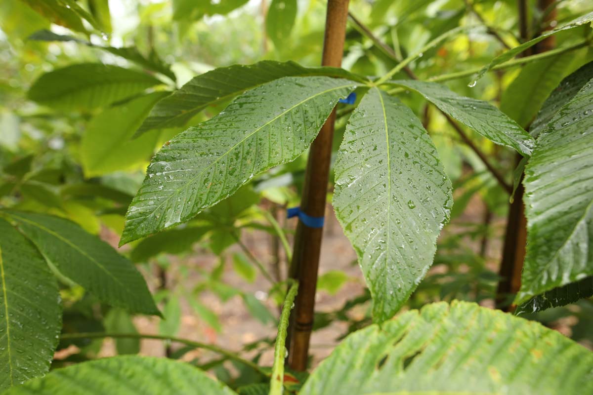 Aesculus flava solitair blad