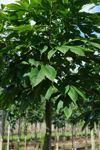 Aesculus flava op stam blad