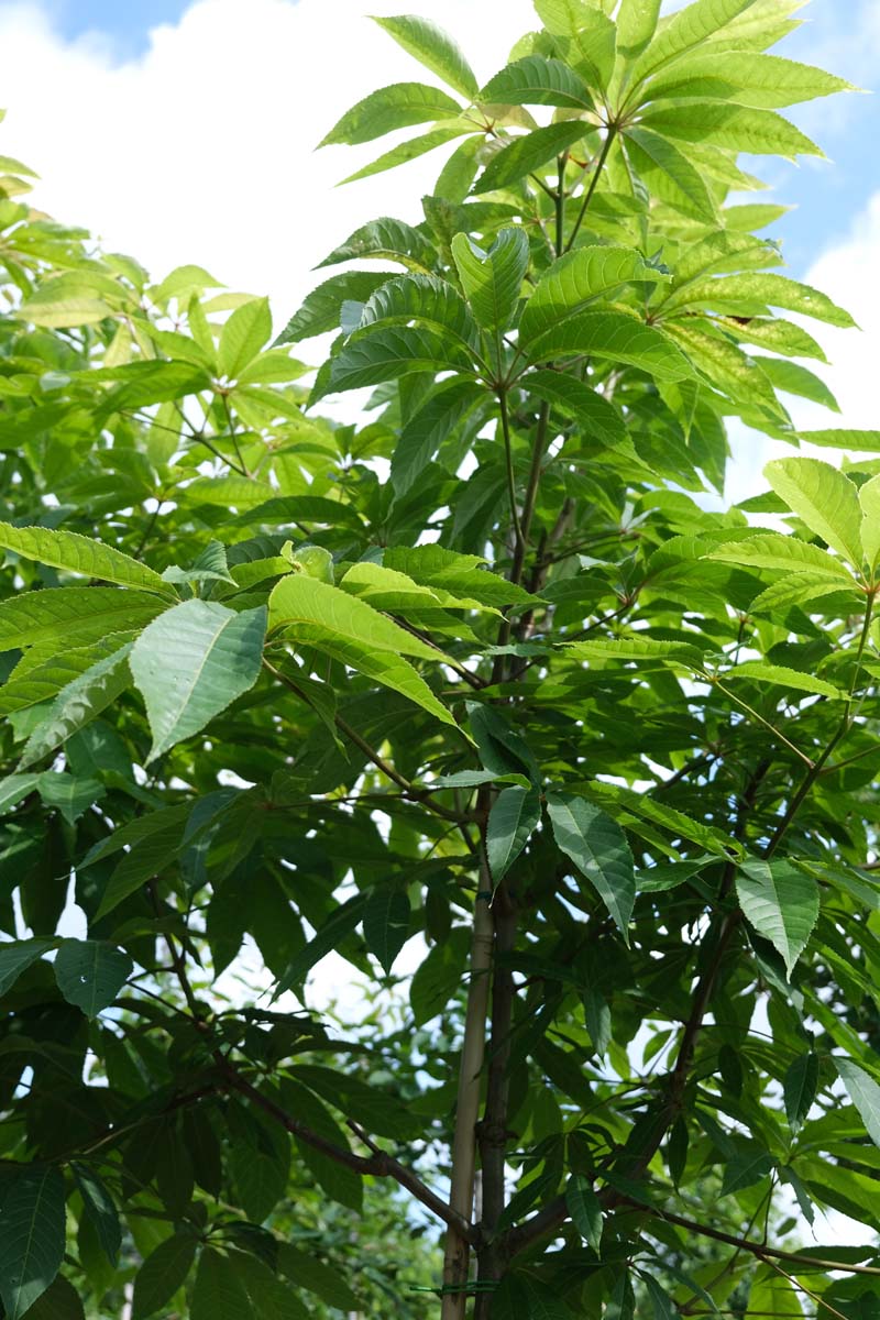 Aesculus glabra op stam blad