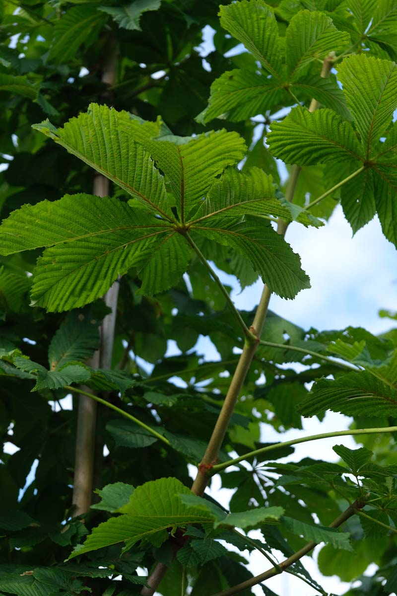 Aesculus hippocastanum 'Baumannii' meerstammig / struik blad