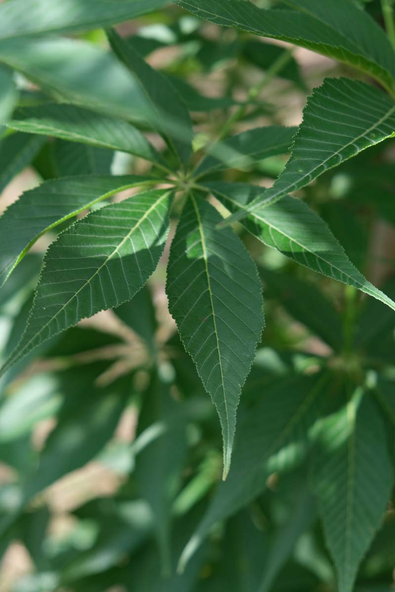 Aesculus indica op stam blad