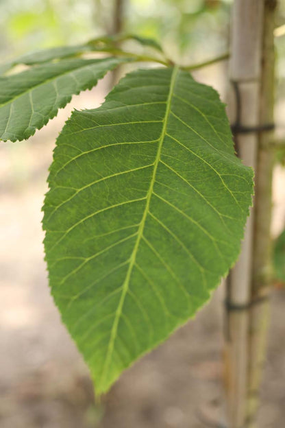 Aesculus indica op stam blad