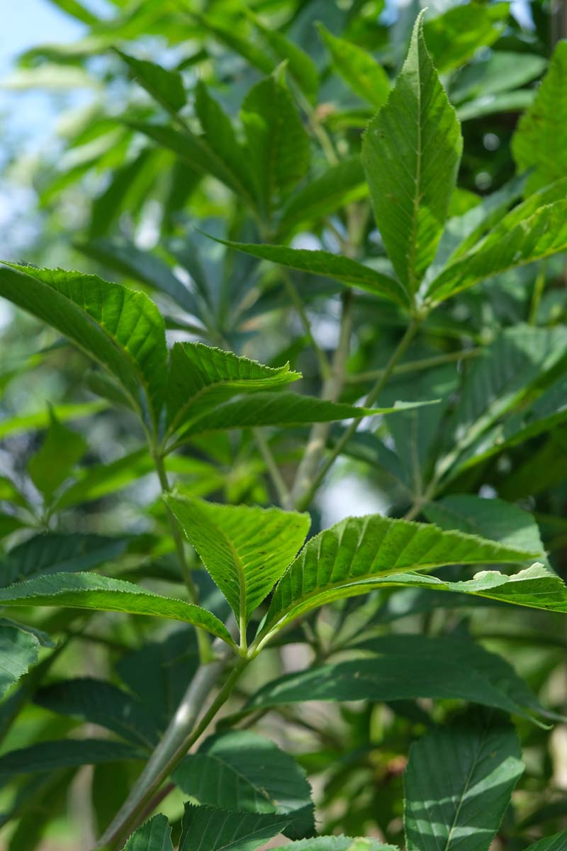 Aesculus indica op stam blad