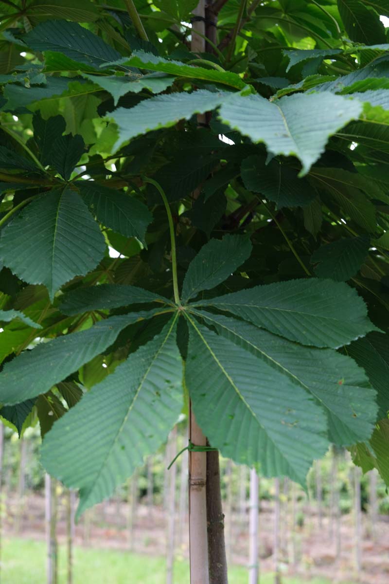 Aesculus turbinata op stam blad