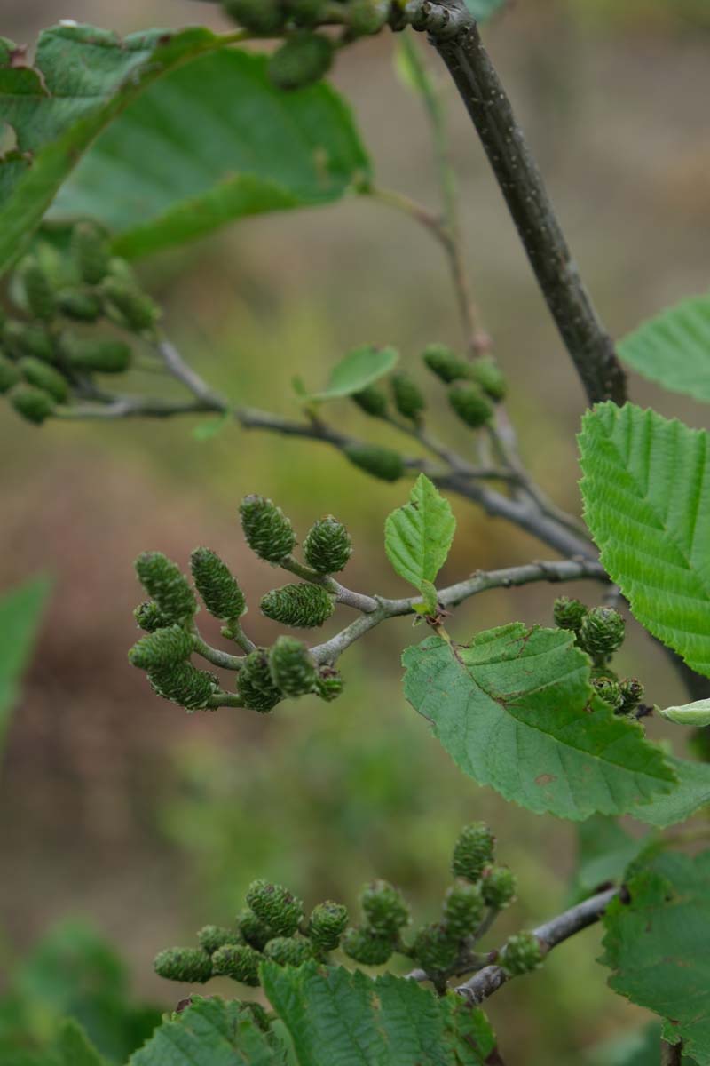 Alnus incana haagplant kegel