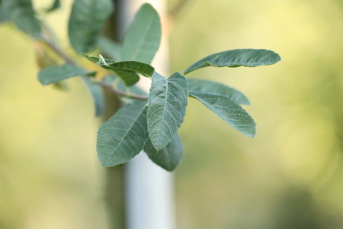 Amelanchier alnifolia 'Obelisk' leiboom blad