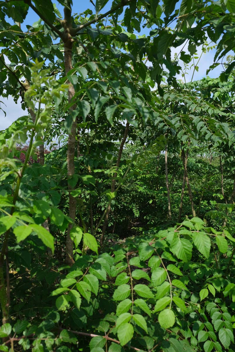 Aralia elata Tuinplanten blad