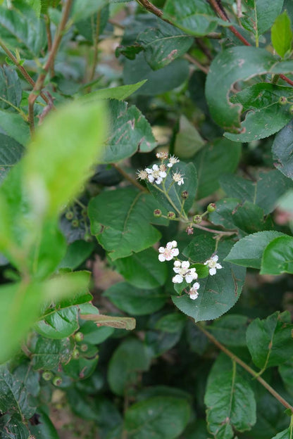 Aronia melanocarpa Tuinplanten bloem