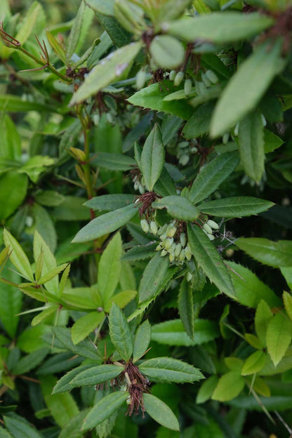 Berberis julianae meerstammig / struik blad