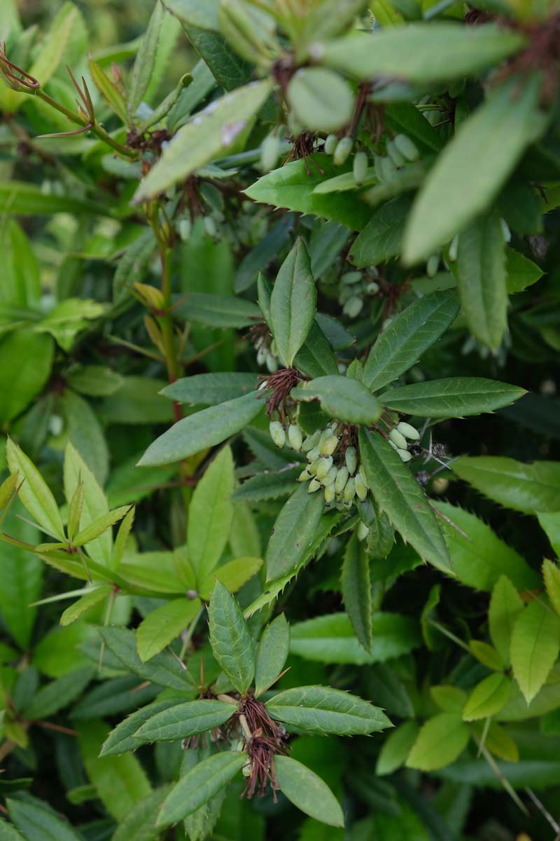 Berberis julianae Tuinplanten blad