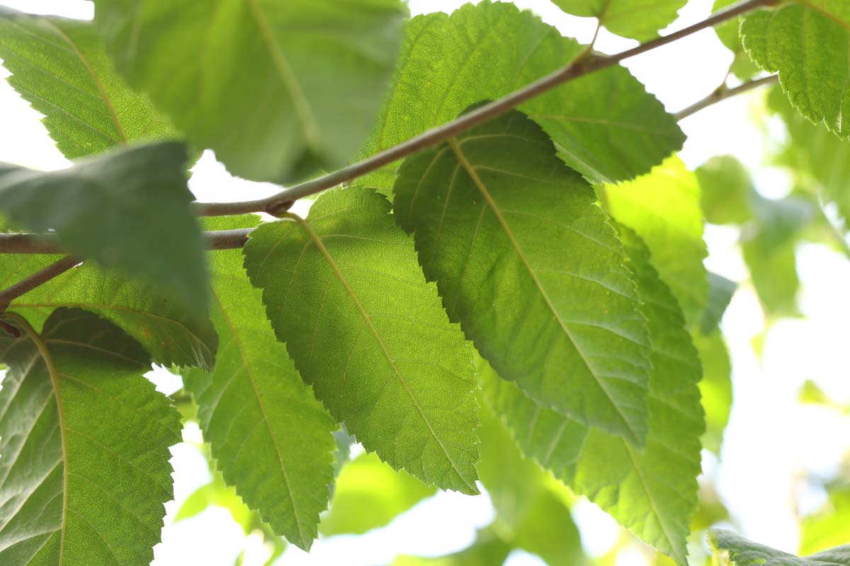 Betula alleghaniensis op stam blad