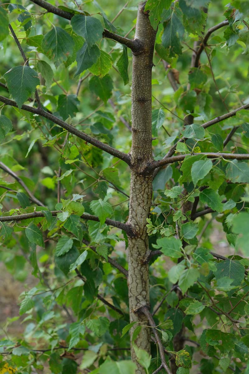 Betula pendula haagplant stam