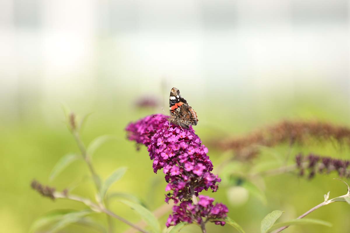 Buddleja davidii 'Royal Red' bloem