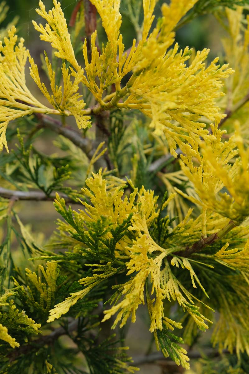 Calocedrus decurrens op stam naald