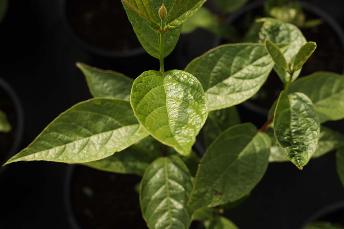 Calycanthus floridus op stam blad