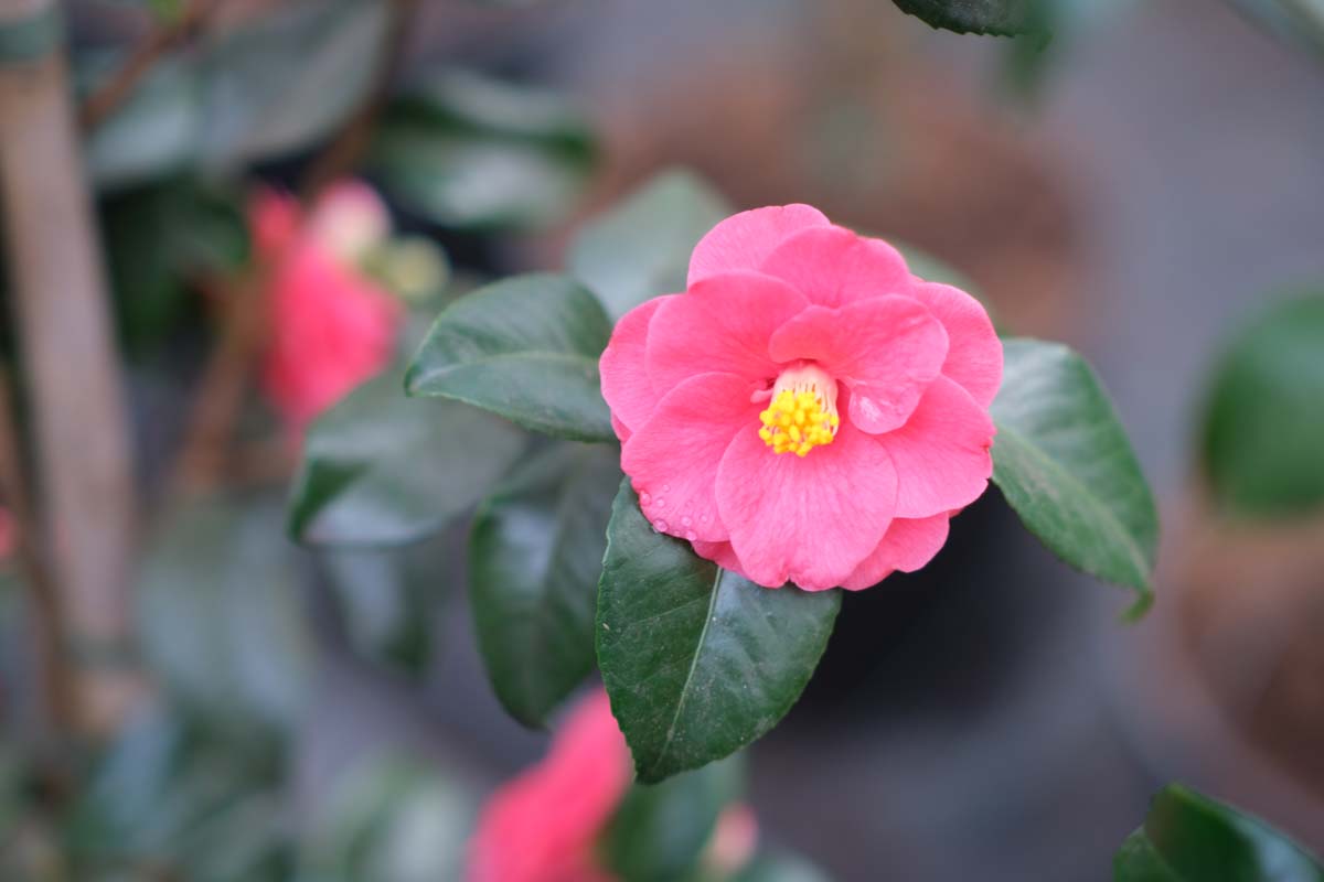 Camellia sinensis meerstammig / struik bloem