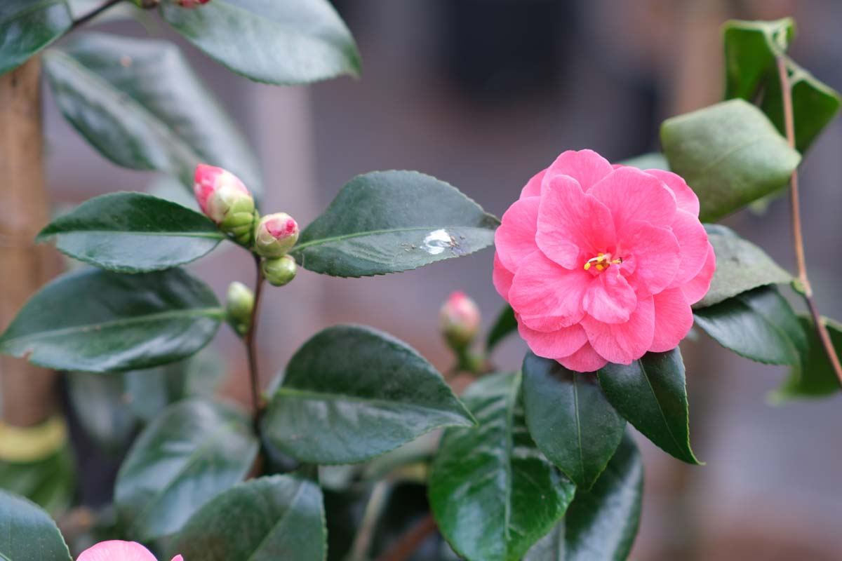 Camellia sinensis meerstammig / struik bloem