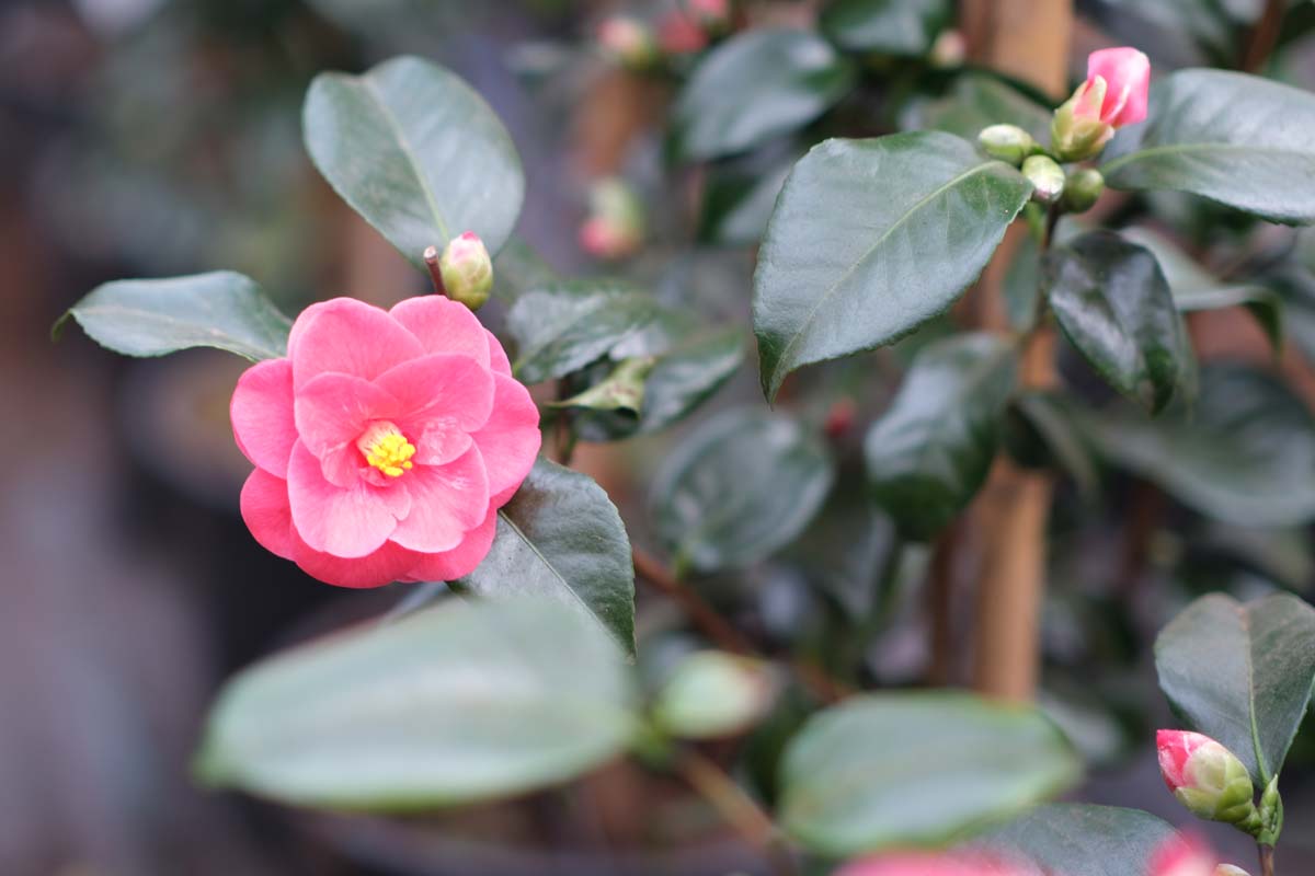 Camellia sinensis meerstammig / struik bloem