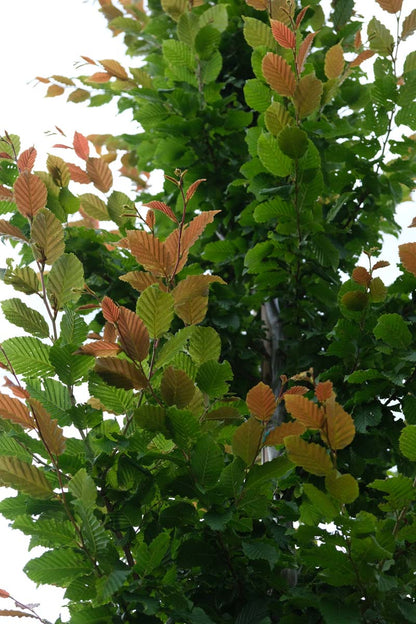 Carpinus betulus op stam blad