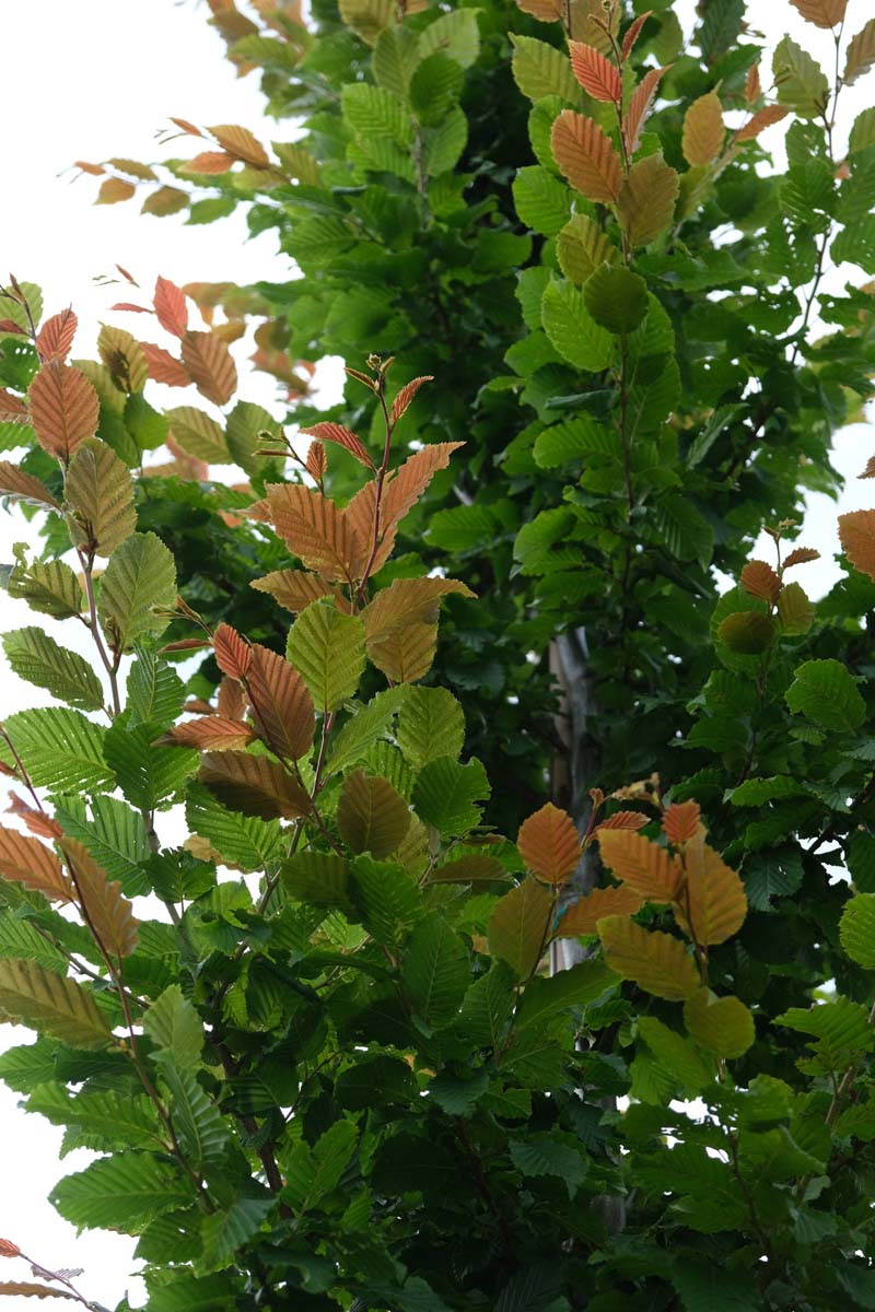 Carpinus betulus meerstammig / struik blad