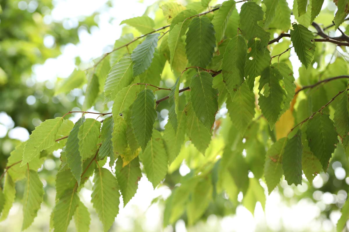 Carpinus betulus 'Frans Fontaine' leiboom blad