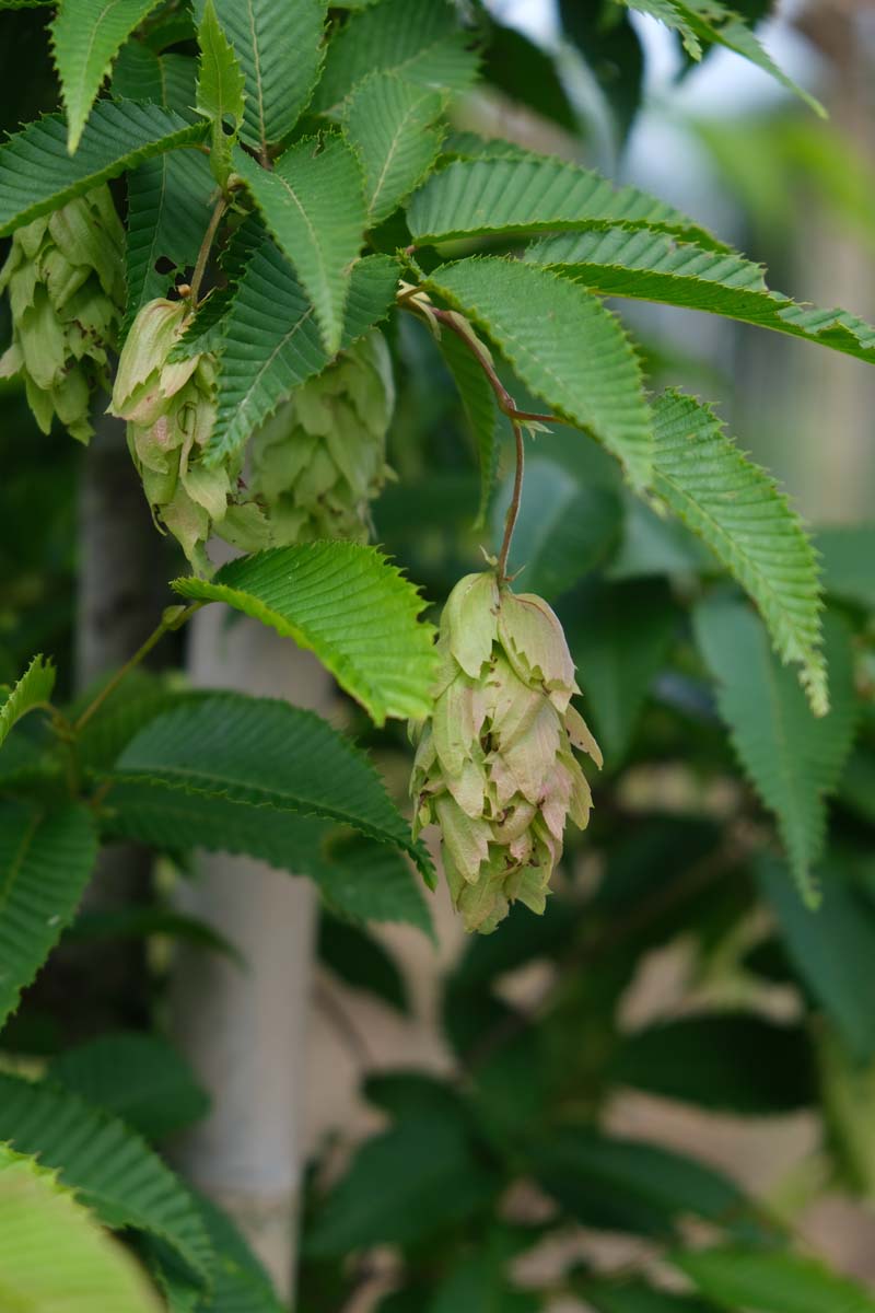 Carpinus betulus op stam zaaddoos