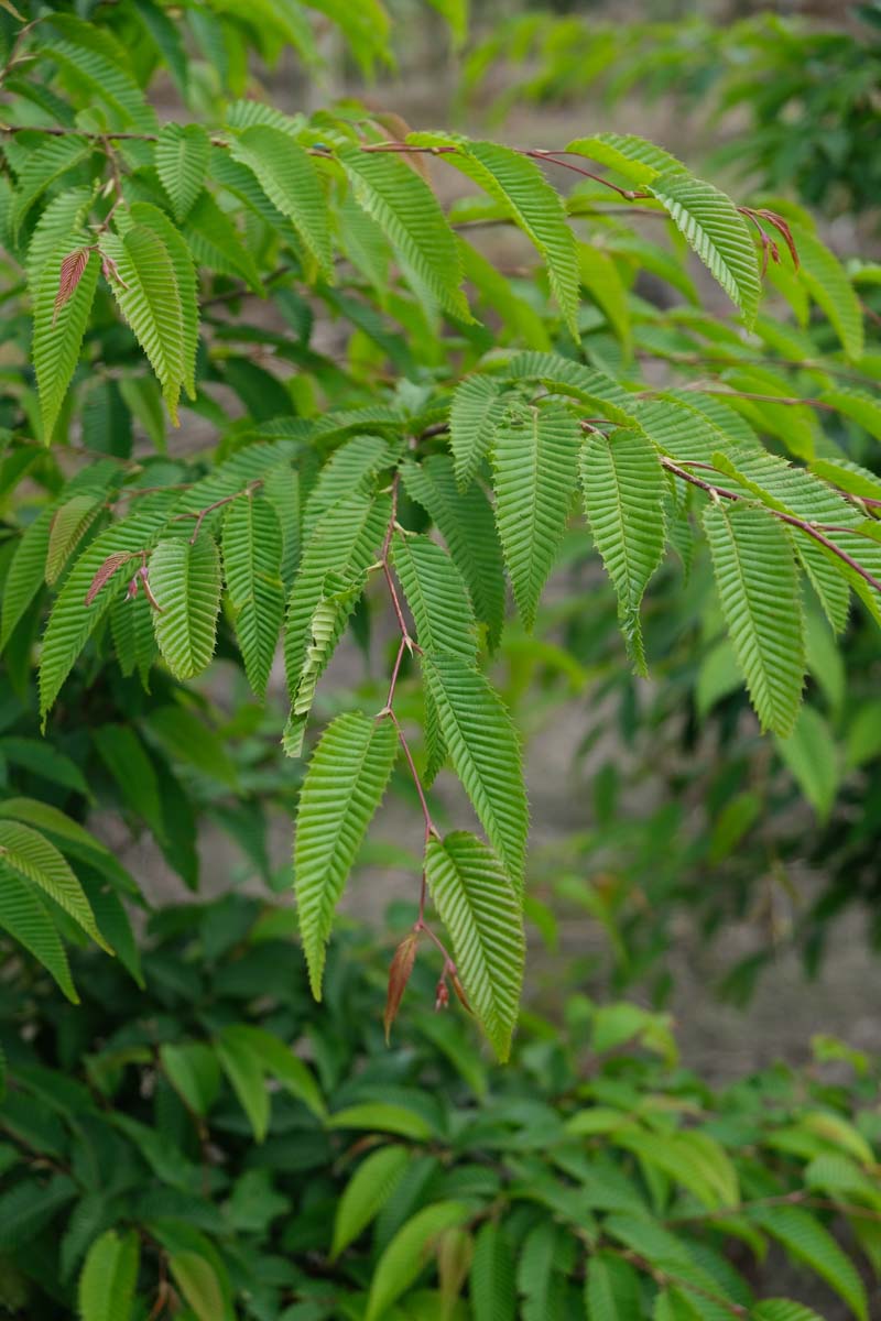 Carpinus japonica haagplant blad