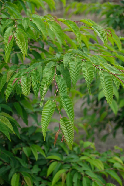 Carpinus japonica haagplant blad