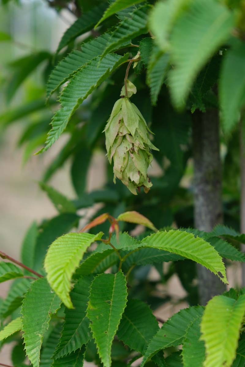 Carpinus japonica solitair kegel