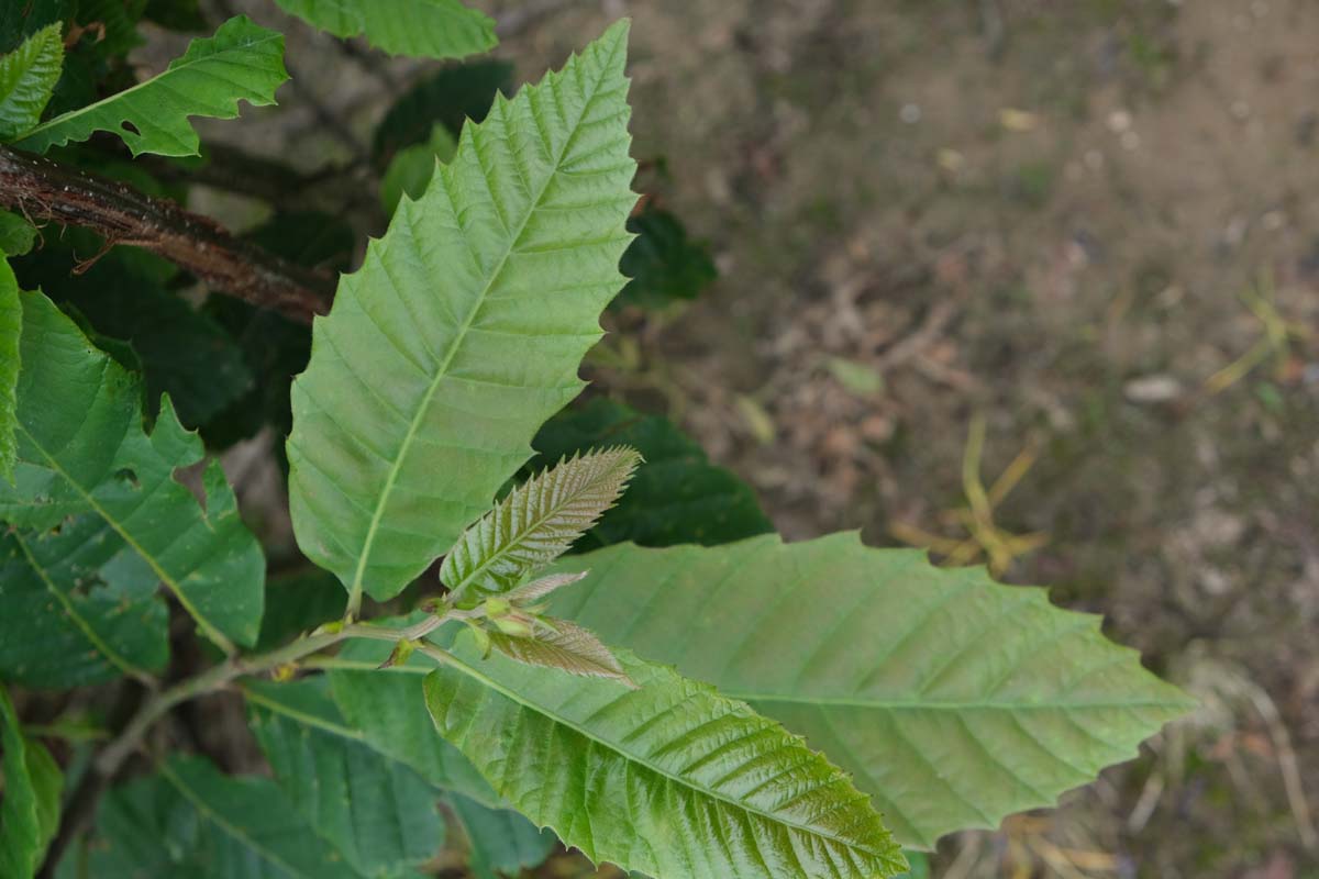 Castanea sativa op stam blad