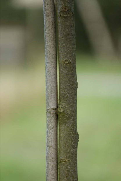 Celtis australis solitair stam