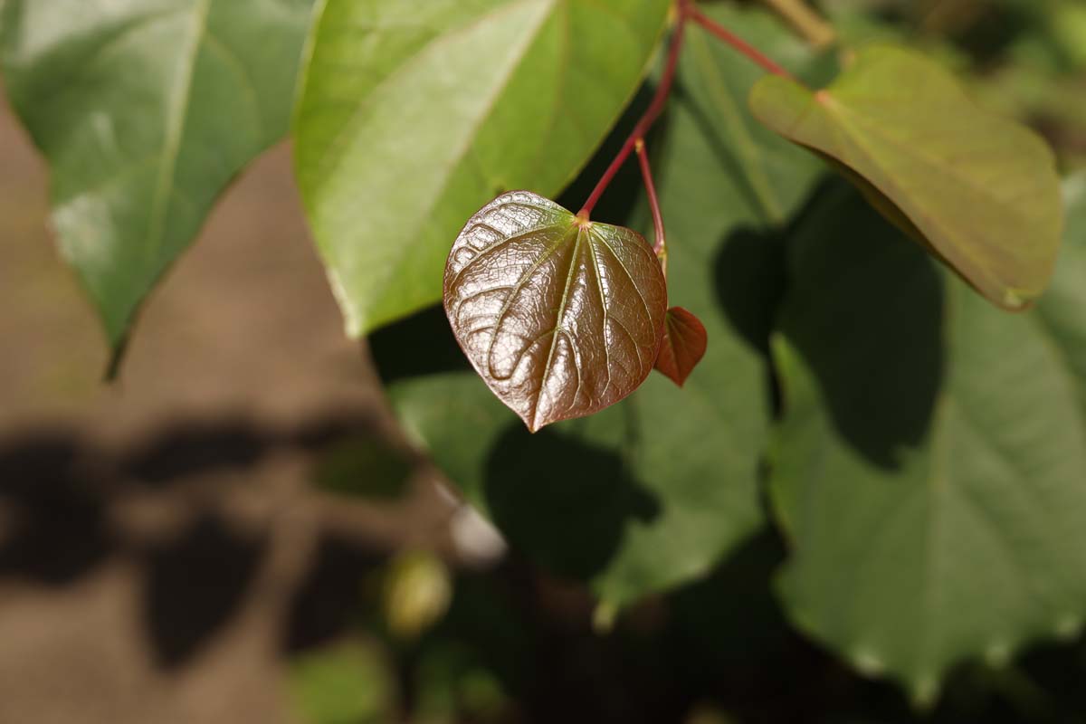 Cercis glabra meerstammig / struik blad