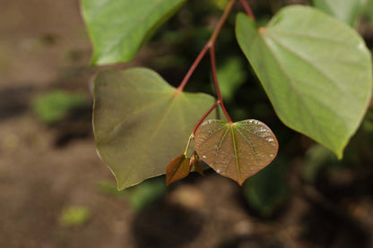 Cercis glabra meerstammig / struik blad