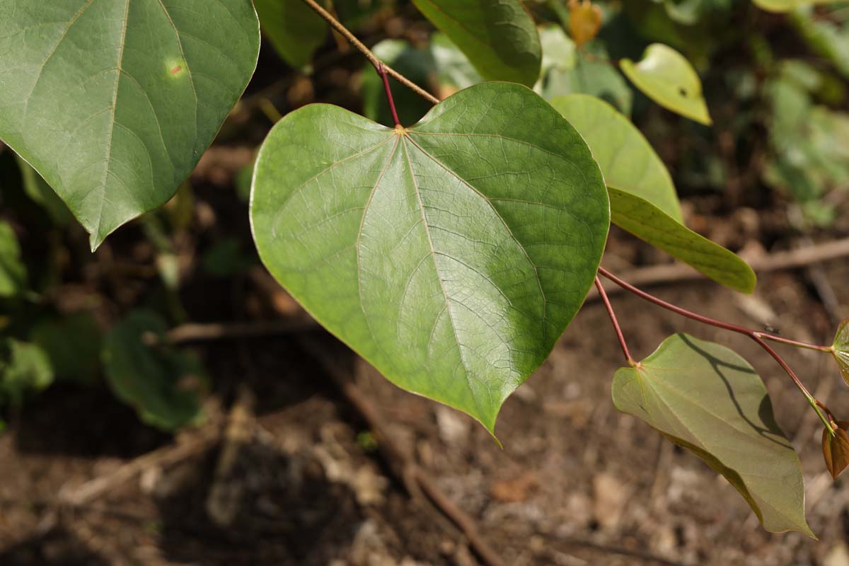 Cercis glabra meerstammig / struik blad