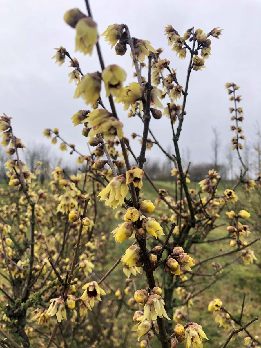 Chimonanthus praecox meerstammig / struik bloesem