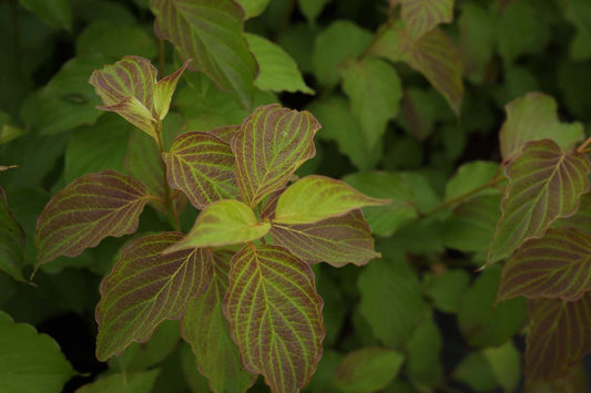 Cornus amomum 'Blue Cloud' Tuinplanten blad