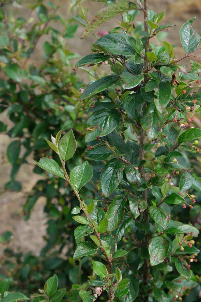 Cotoneaster lucidus haagplant blad