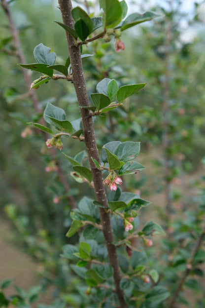 Cotoneaster simonsii haagplant blad