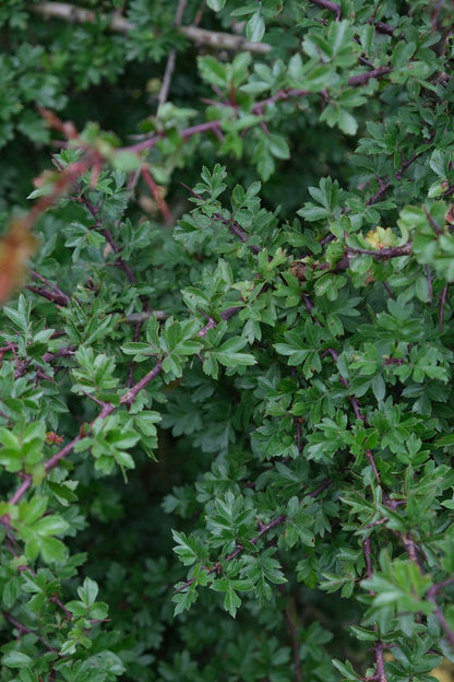 Crataegus monogyna haagplant blad