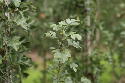 Crataegus monogyna 'Stricta' op stam blad