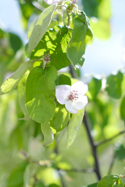 Cydonia oblonga op stam bloem