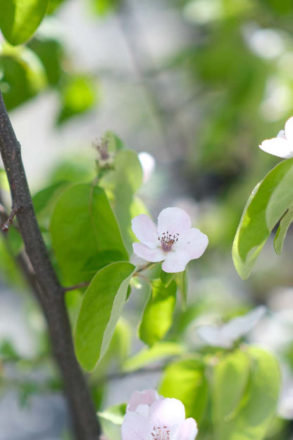 Cydonia oblonga op stam blad