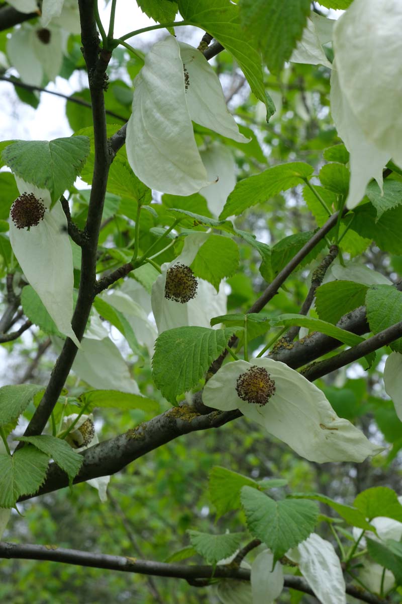 Davidia involucrata Tuinplanten bloem