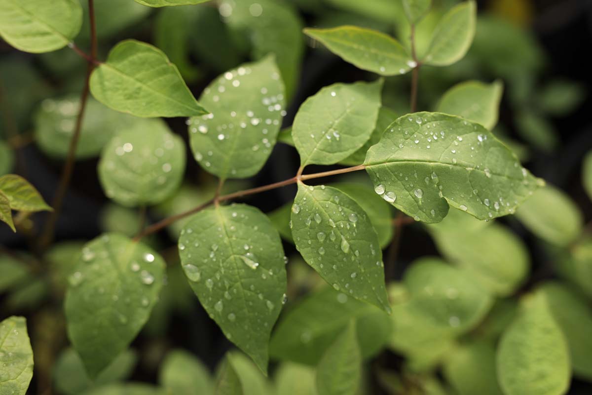 Decaisnea fargesii Tuinplanten blad