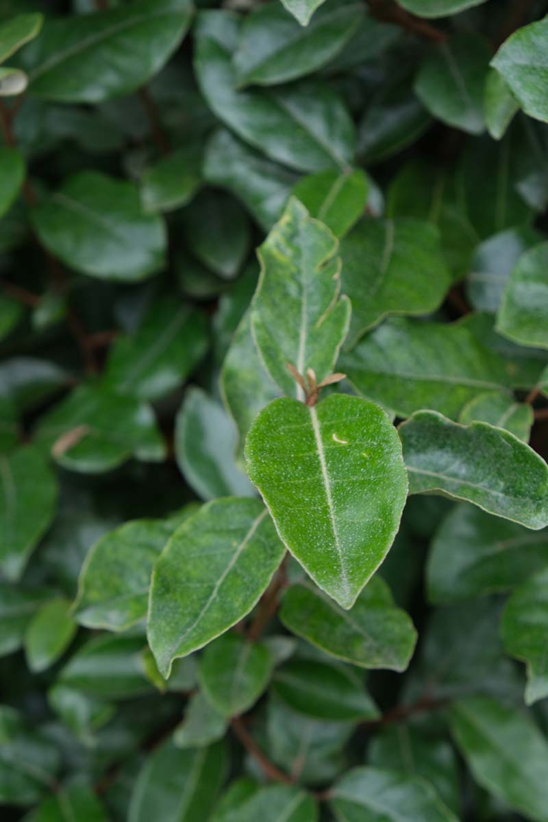 Elaeagnus ebbingei leiboom blad