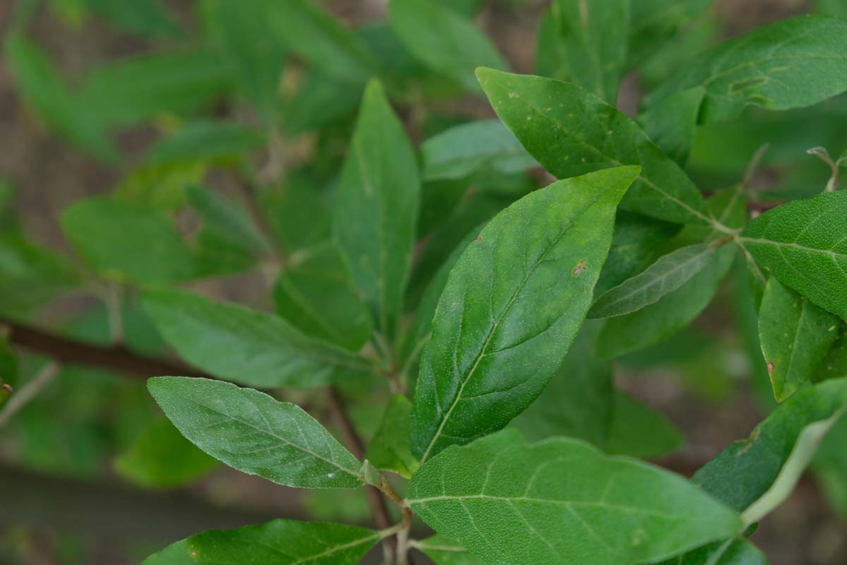 Elaeagnus umbellata Tuinplanten blad