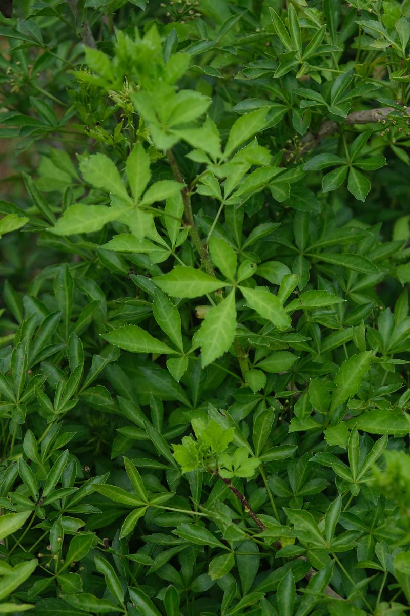 Eleutherococcus sieboldianus Tuinplanten blad