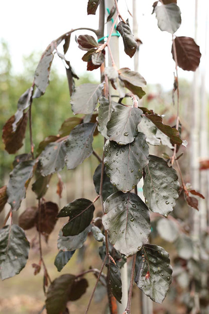 Fagus sylvatica 'Purple Fountain' op stam twijg