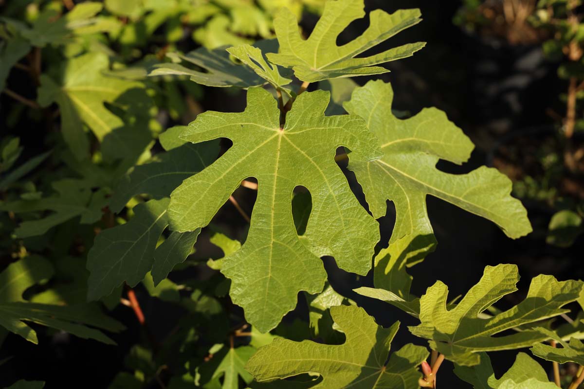 Ficus carica 'Brown Turkey' Tuinplanten blad