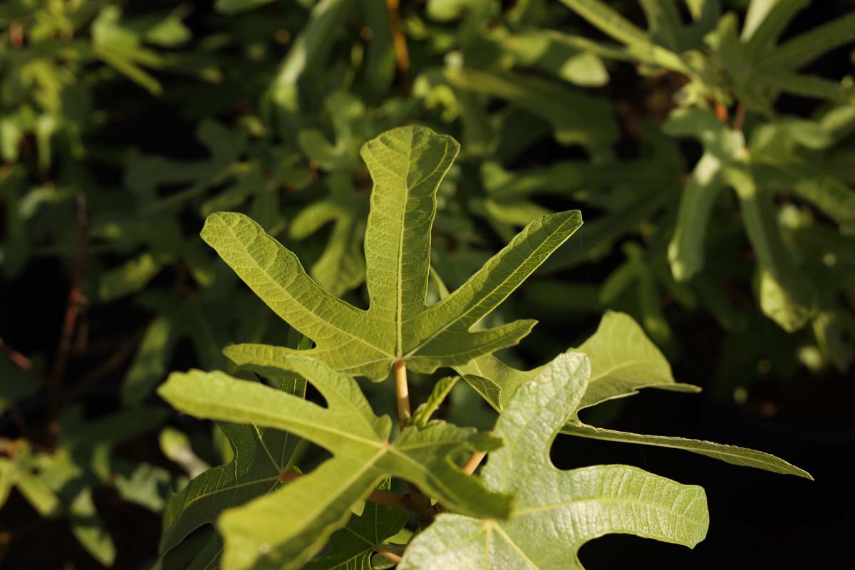 Ficus carica 'Rouge de Bordeaux' Tuinplanten blad